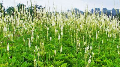 Actaea-racemosa