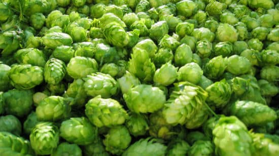 Humulus-Iupulus