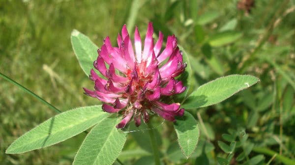 What is Red Clover