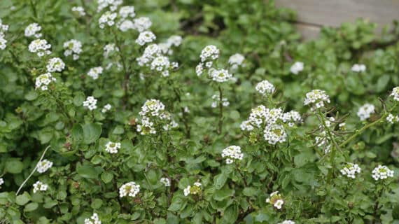 Watercress makes breasts bigger