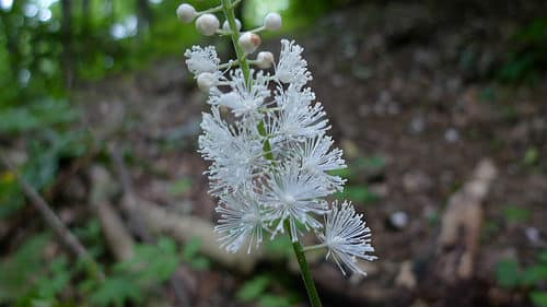 The Black Cohosh plant