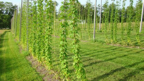 Benefits of Hops