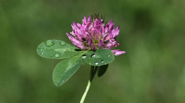 red clover estrogen