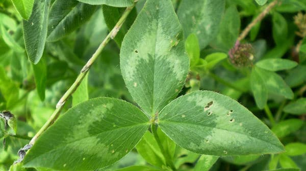 Health Benefits of Red Clover