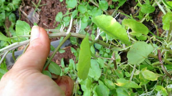 Health Benefits of Watercress