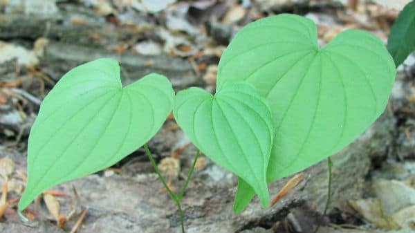 What is Wild Yam Root