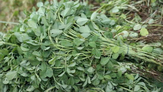 Fenugreek Health Benefits