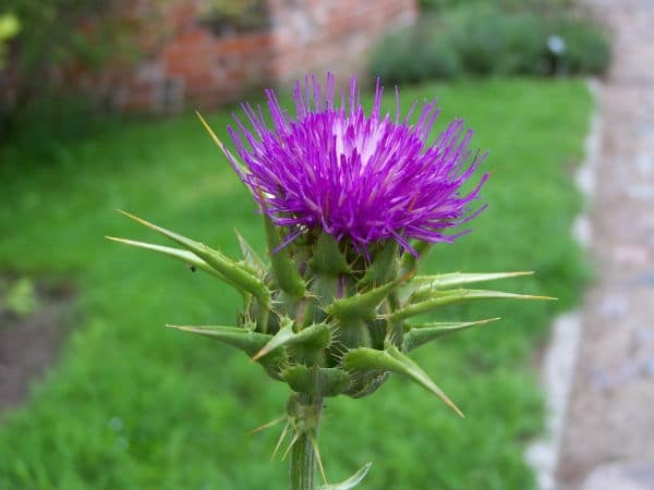 How Blessed Thistle Makes Breasts Bigger