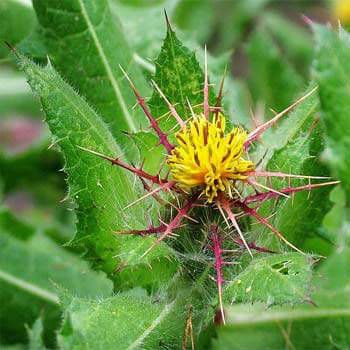 Blessed-thistle