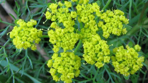 Fennel and Breast Growth