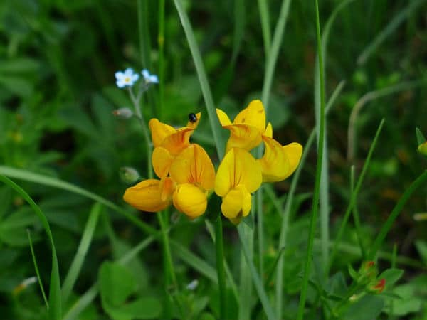 How Fenugreek Make Breasts Bigger