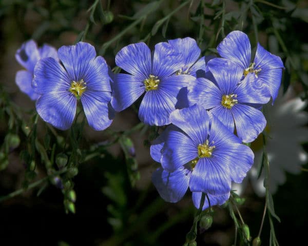 How Flax Makes Breasts Bigger