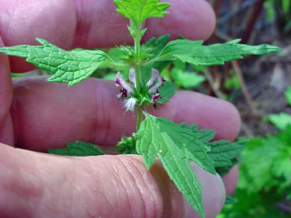 How Motherwort Makes Breasts Bigger