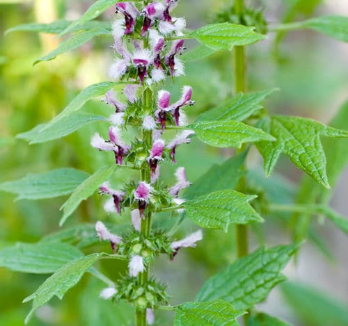 Motherwort Benefits