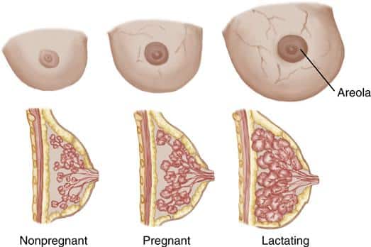 what happens to your breasts during pregnancy