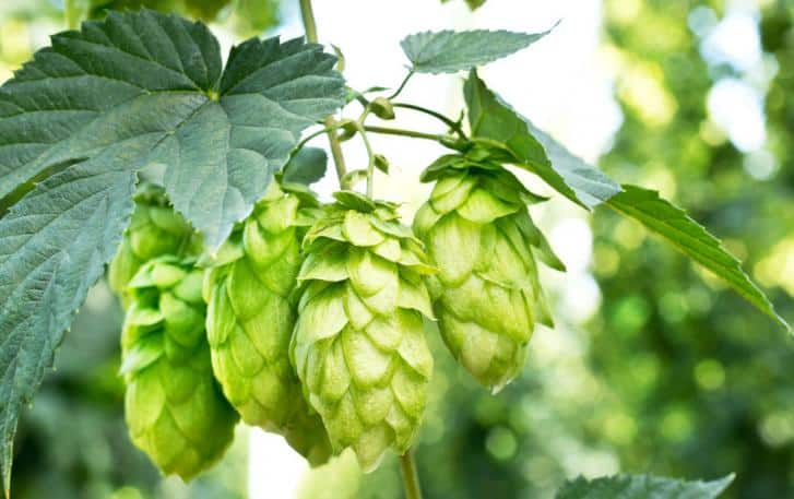 benefits of hops