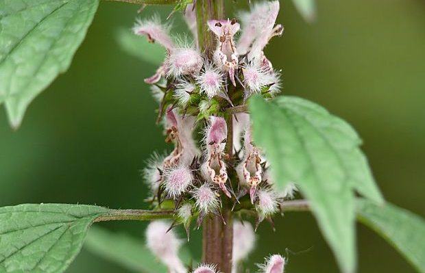 benefits of motherwort