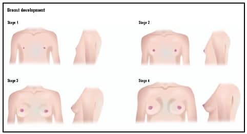 four stages of breast development