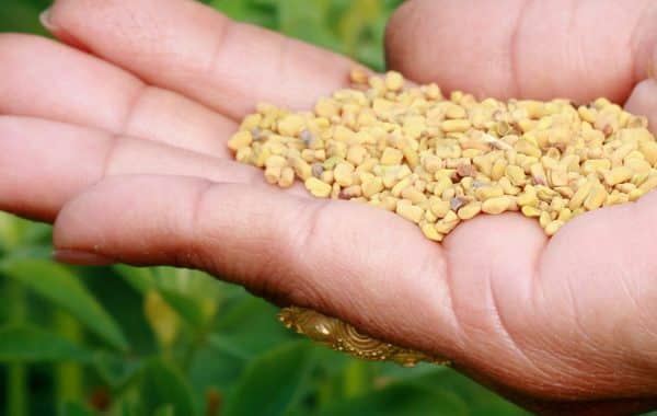 woman holding fenugreek