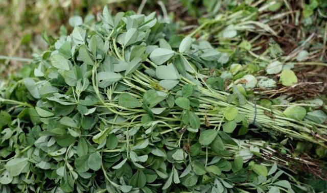 fenugreek trigonella foenum-graecum green leaves