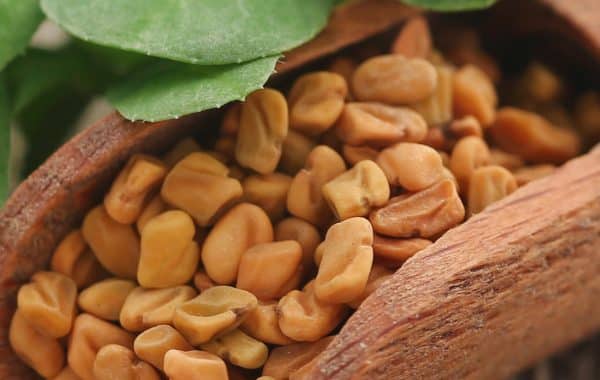 fenugreek leaf and grain