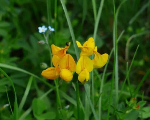 fenugreek flower