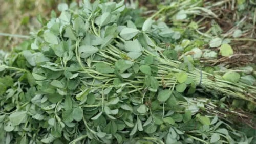 fenugreek leaves