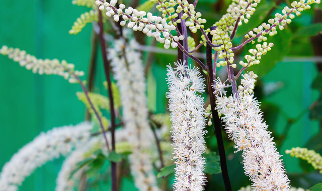 black cohosh plant