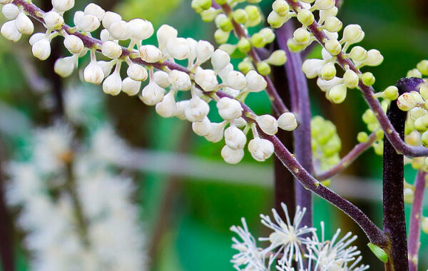 How Long Does It Take for Black Cohosh to Work?