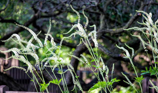 black cohosh plant