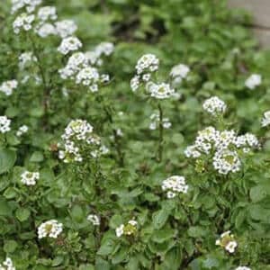 Watercress
