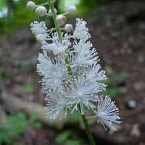 Black Cohosh Root