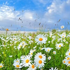 Chamomile