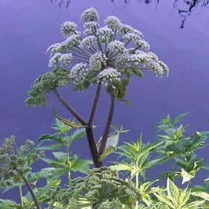 Dong Quai Root Extract