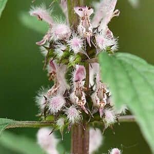 Motherwort