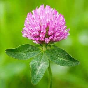 Red Clover